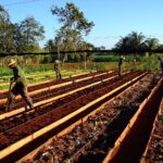 Workers-loosen-and-and-rake-the-topsoil-of-raised-beds-at-the-Organoponico-Vivero-Alamar-in-Havana-Cuba