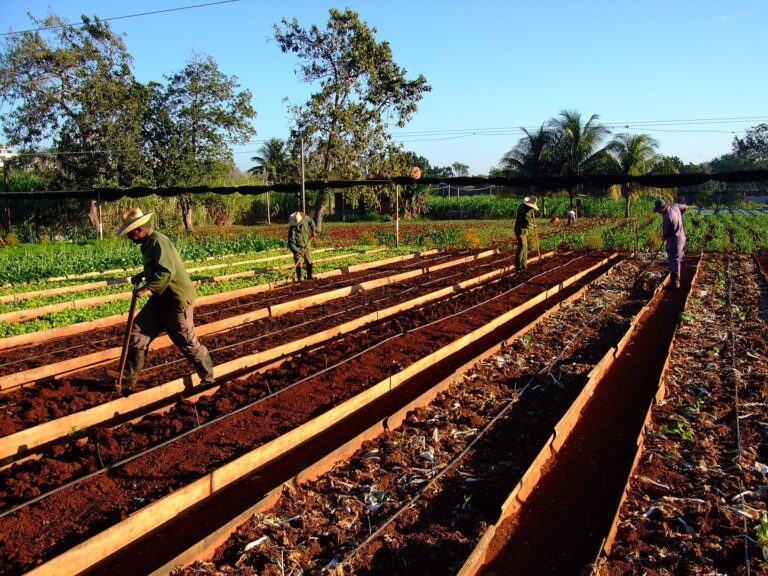 Workers-loosen-and-and-rake-the-topsoil-of-raised-beds-at-the-Organoponico-Vivero-Alamar-in-Havana-Cuba